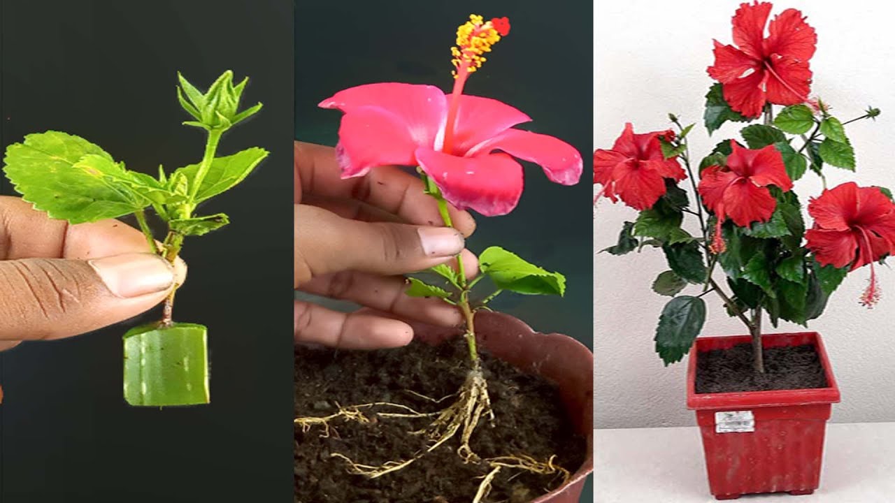 How To Propagate china rose Tree in china rose branch with Cutting - With 100% success