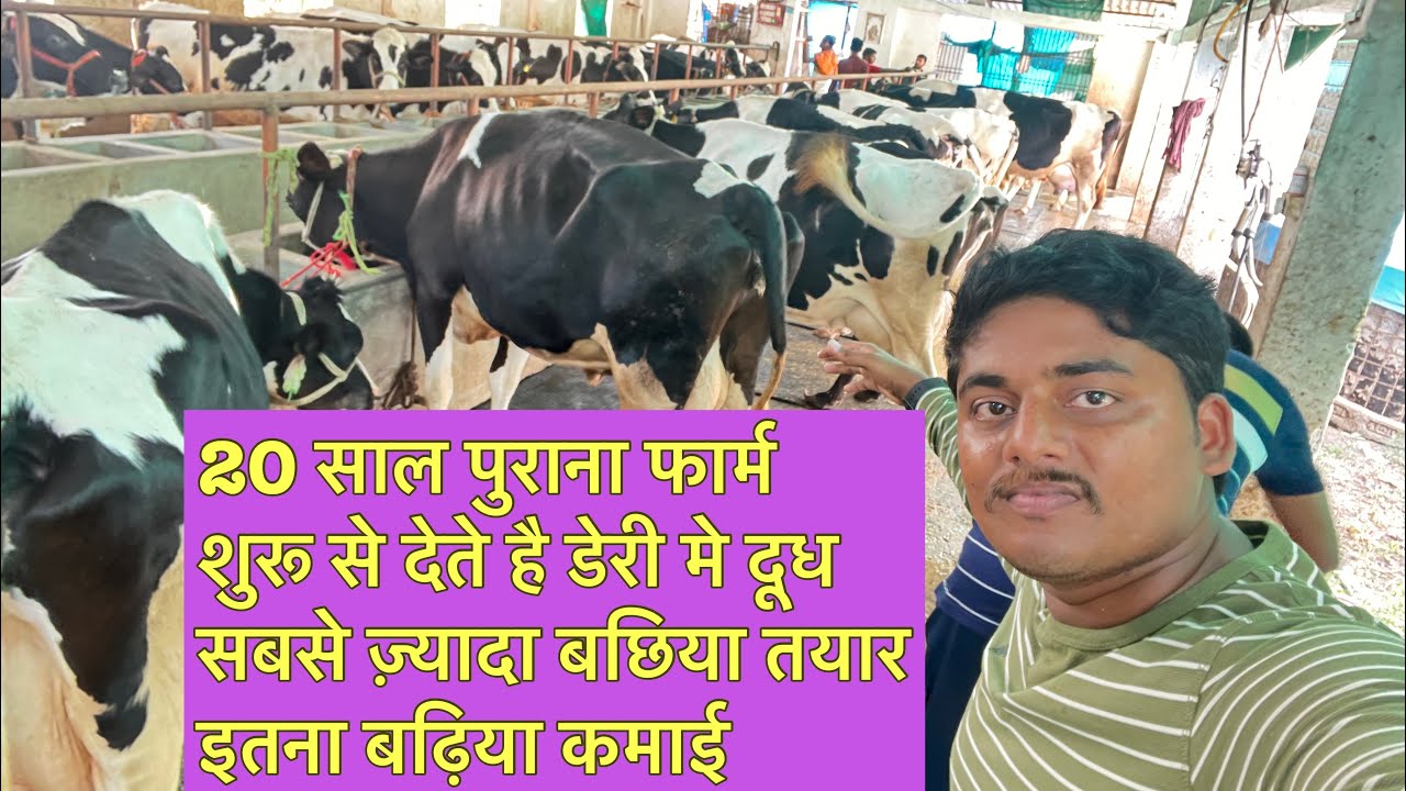 डेरी मे दूध देते हुवे भी कमा लेते है इतना तयार हो रहा है इतना सारा बछिया Kundan dairy Farm Imadpur