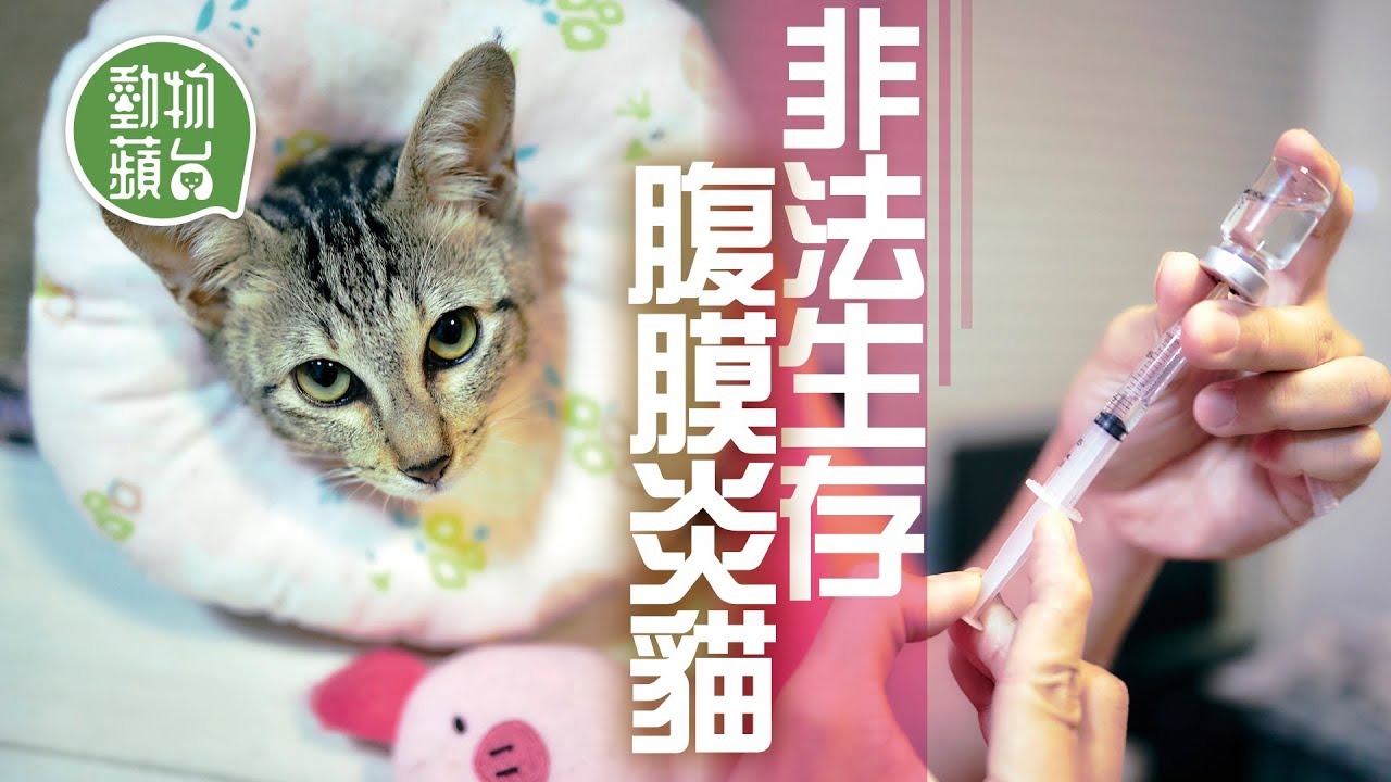 主人花近6萬買441黑市藥 香港貓絕症貓腹膜炎FIP「藥廠利益令貓冇藥用，這才是最恐怖」 #動物蘋台－果籽 Apple Daily—原刊日期：20200918