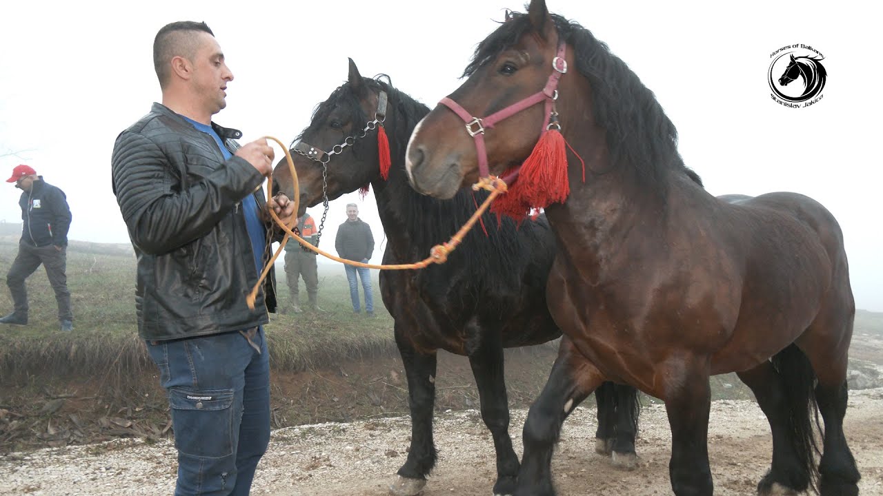 - MELINA SPREMNA ZA OKRŠAJ VELIKANA -
