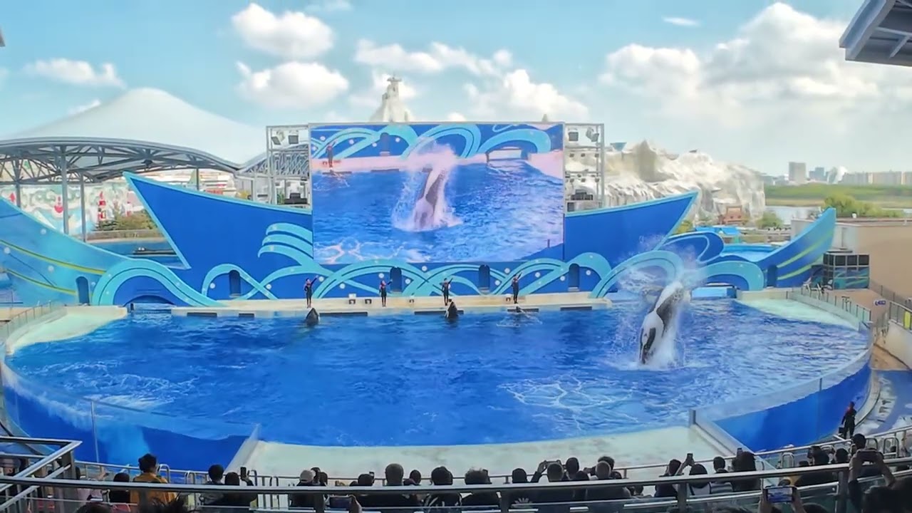 killer whale show at shanghai haichang ocean park