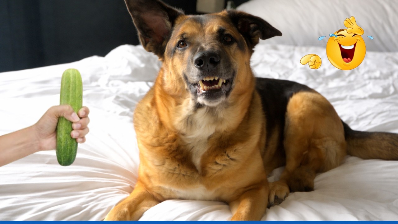 Smart GERMAN SHEPHERDS Being Absolutely Hilarious! 🐕🤣 Top Funny German Shepherd Videos