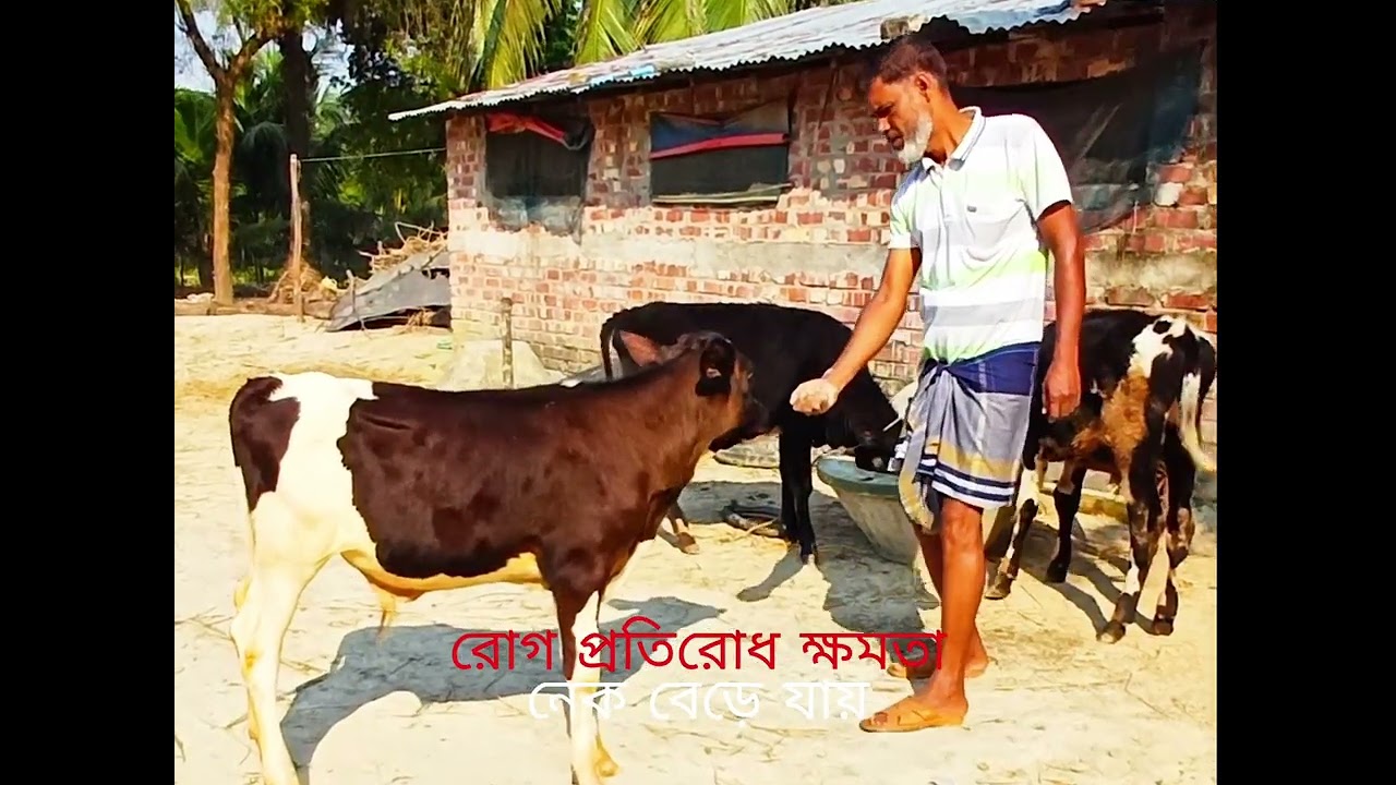 হলেস্টিয়ান ফ্রিজিয়ান বাচ্চা যত্ন এবং দুধ উৎপাদন 