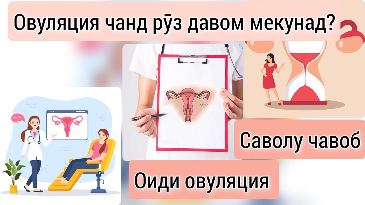 Овуляция чанд руз давом мекунад? Кадом вақт овуляция мешавад? Чавоб ба саволхо