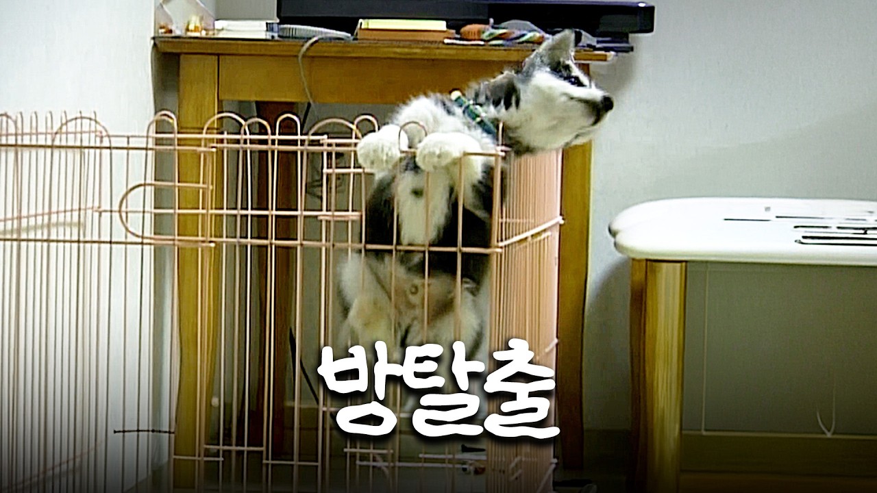 [🐕# 동물농장] 출근한 사이 벌어진 일… 범인은 애기 허스키 3마리🐶 #TV동물농장 #우와한비디오 #우와비