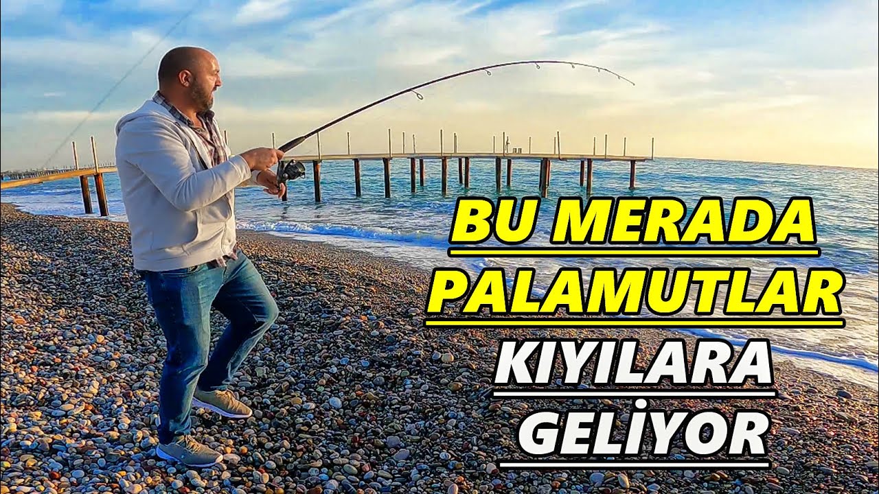 Yazılı Orkinos Avı. Bu Merada Sabah Ve Akşam Yazılı Orkinoslar Kıyılarda Oynak Yapıyorlar.