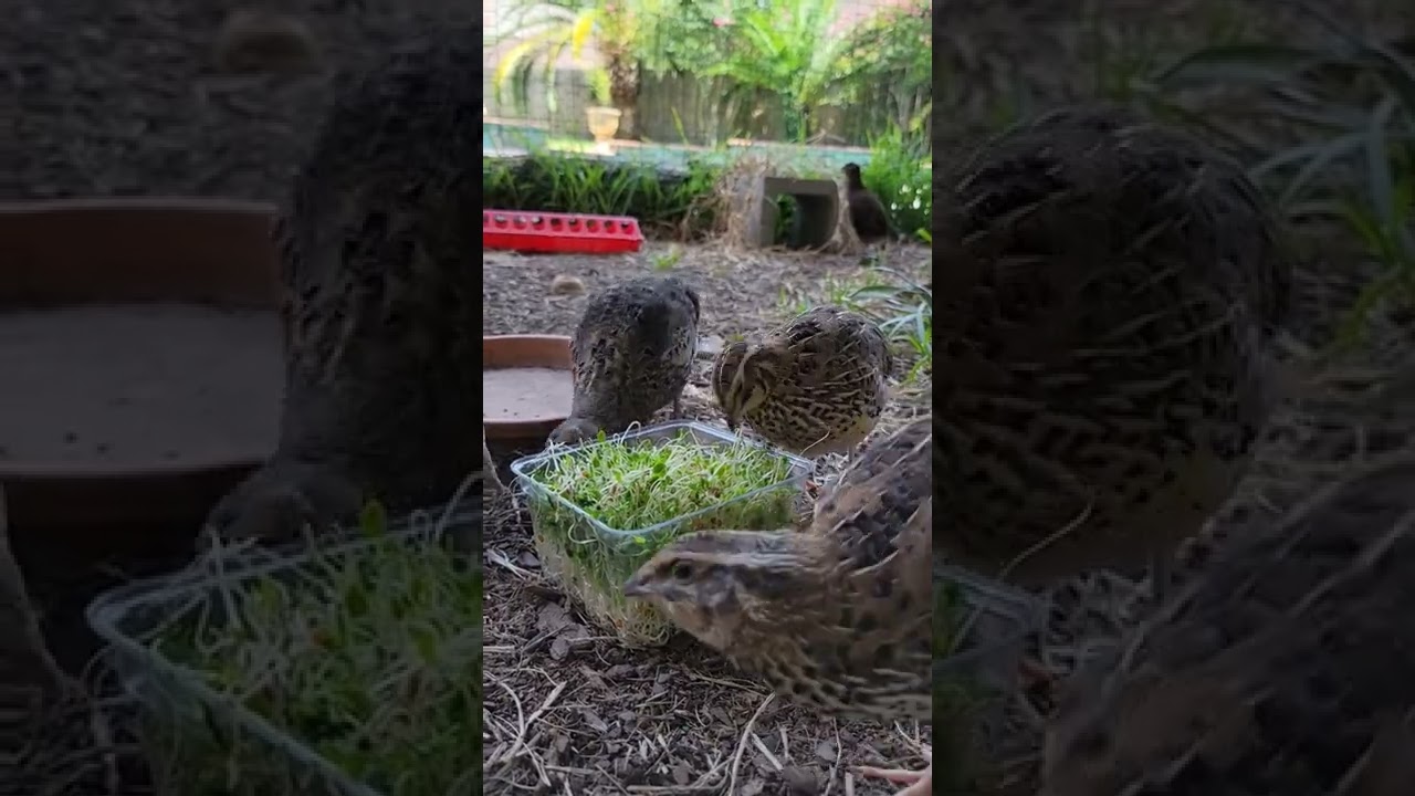 Happy Coturnix Quail crowing and eating sprouts 😄 #quailfarming #quail