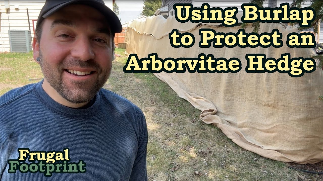Using Burlap to Protect an Arborvitae Hedge