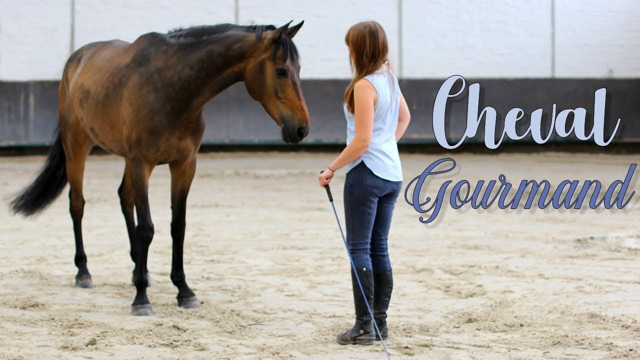 Comment g&eacute;rer la friandise avec son cheval ? 🍭🥕