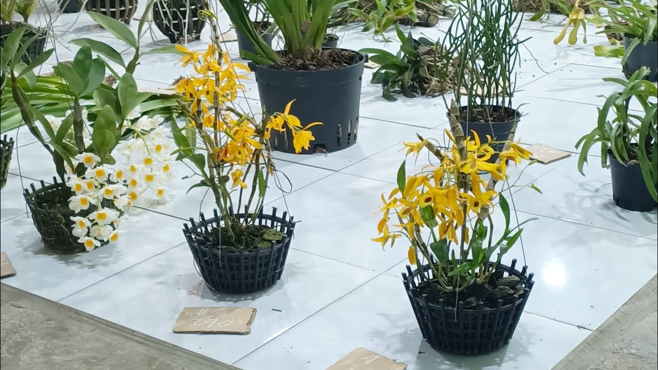Tam nguyên lan rừng 19/3/26 bao síp LH 0334110946 mời cô chú đăng ký ủng hộ kênh 
