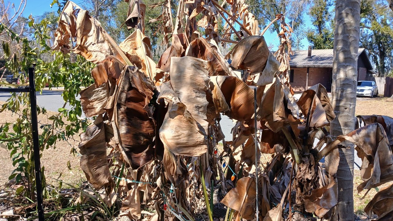 2026 Winter Hard Freeze Killed My Mini Food Forest