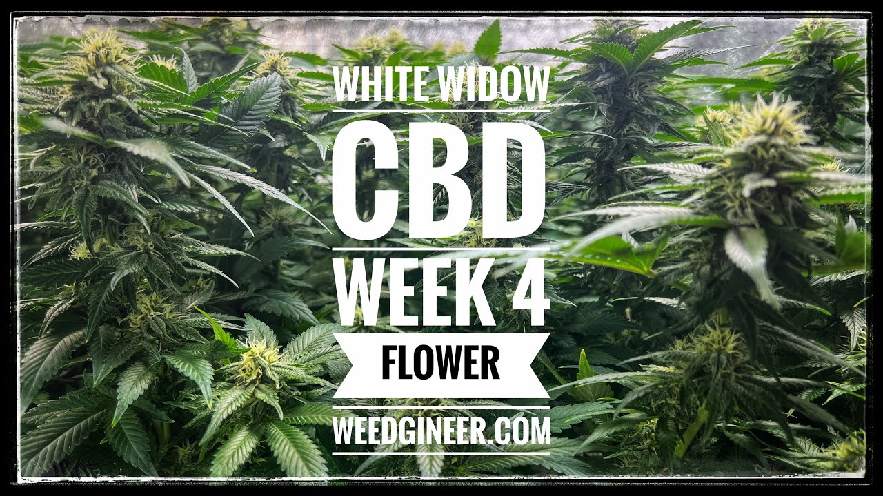 White Widow CBD Week 4 Flower | WEEDGINEER.com