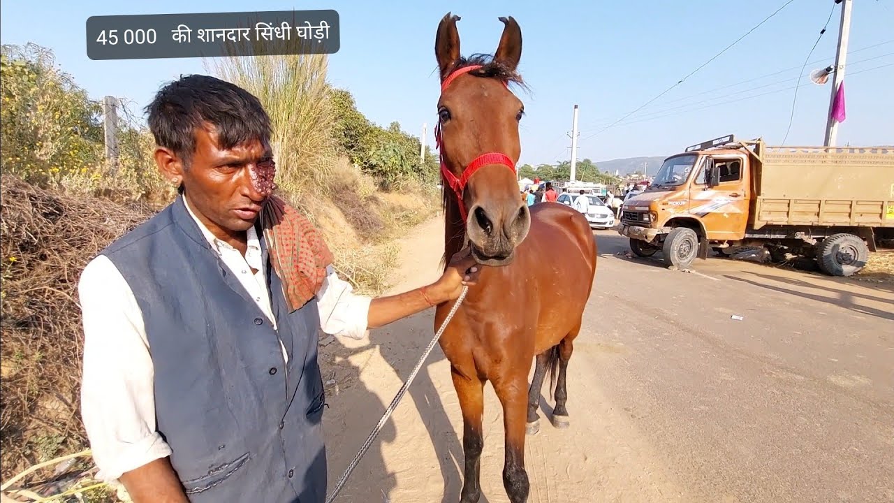 45 000 की शानदार बिकाऊ सिंधी बछेरी । पुष्कर मेला 2021 pushkar Horse Market Horse Video घोड़ा विडियो