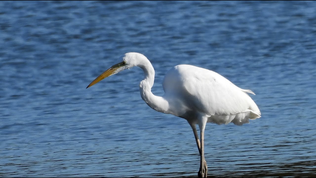 Czaple białe / Great Egrets