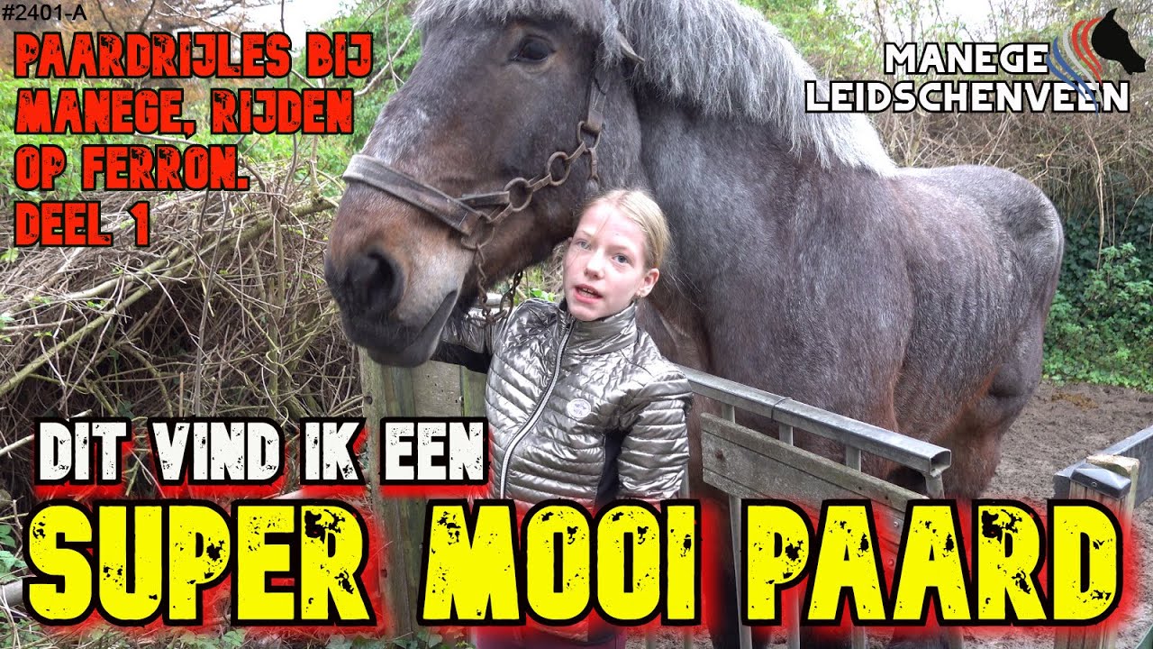 DIT VIND IK EEN SUPER MOOI PAARD. PAARDRIJDEN bij MANEGE LEIDSCHENVEEN. Elke les leer ik meer #2401A