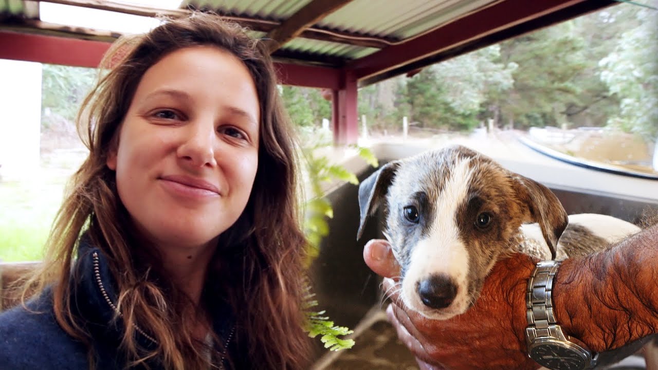 Переезд на 9 акров и неделя первых впечатлений для нашего нового щенка — Free Range Homestead, эп...