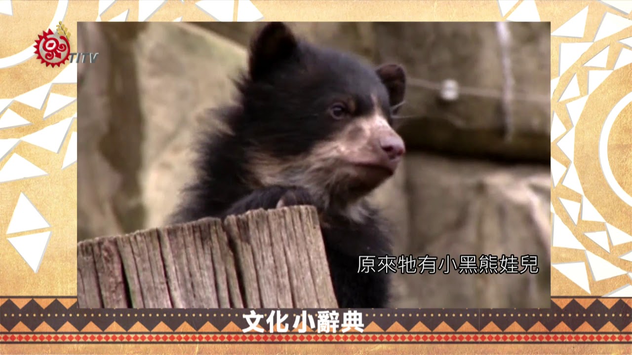 熊是山的靈魂 Truku稱牠是山林的狗 2018-05-14 Truku IPCF-TITV 原文會 原視族語新聞