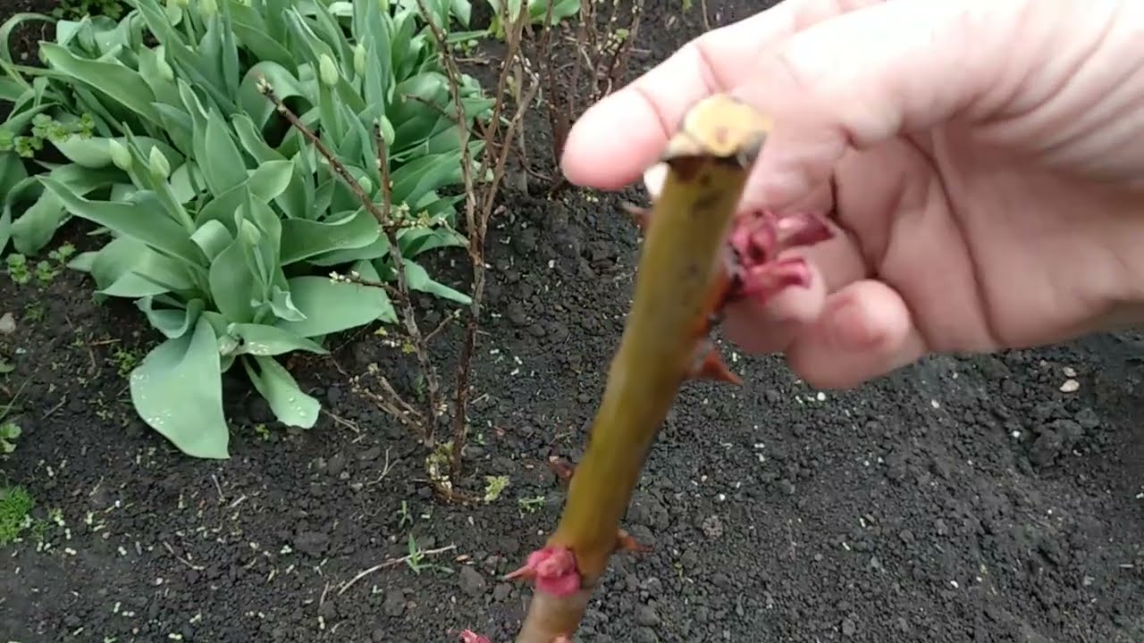 Розы. Удалим почки у роз. Зачем?!