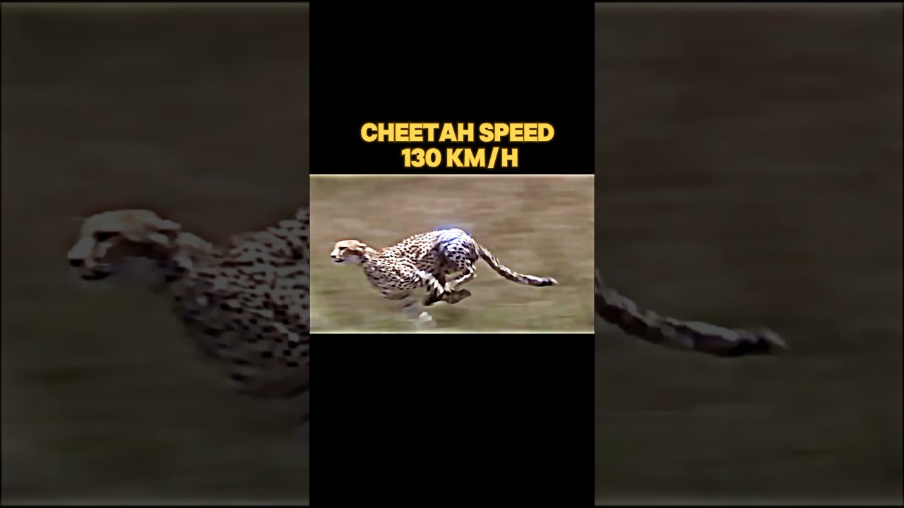fastest animal in the world #trending #animals #peregrinefalcon #cheetah #blackmarlin #falcon#shorts