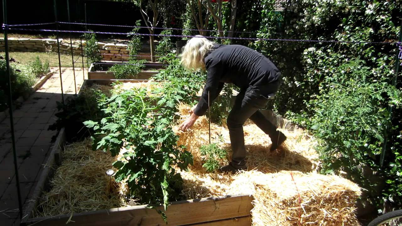 Cooling down the soil (Growing Cannabis)