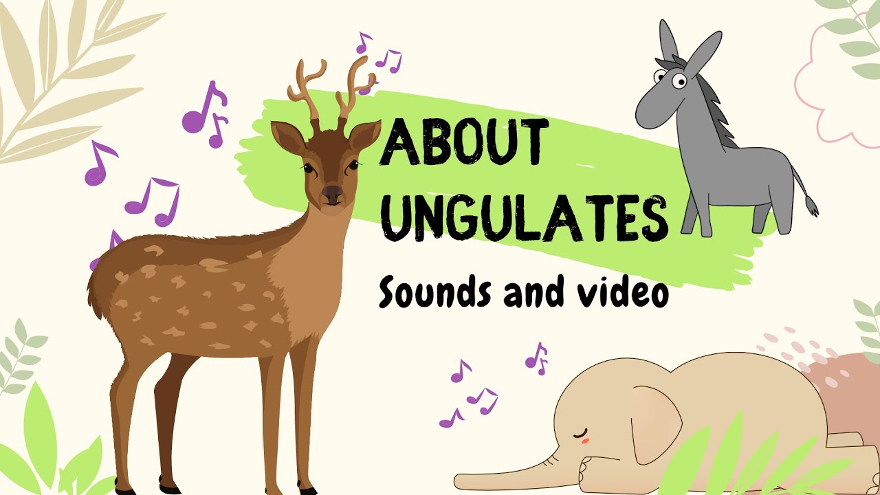 ABOUT TYPES OF UNGULATES for children. Animal sounds, names and descriptions