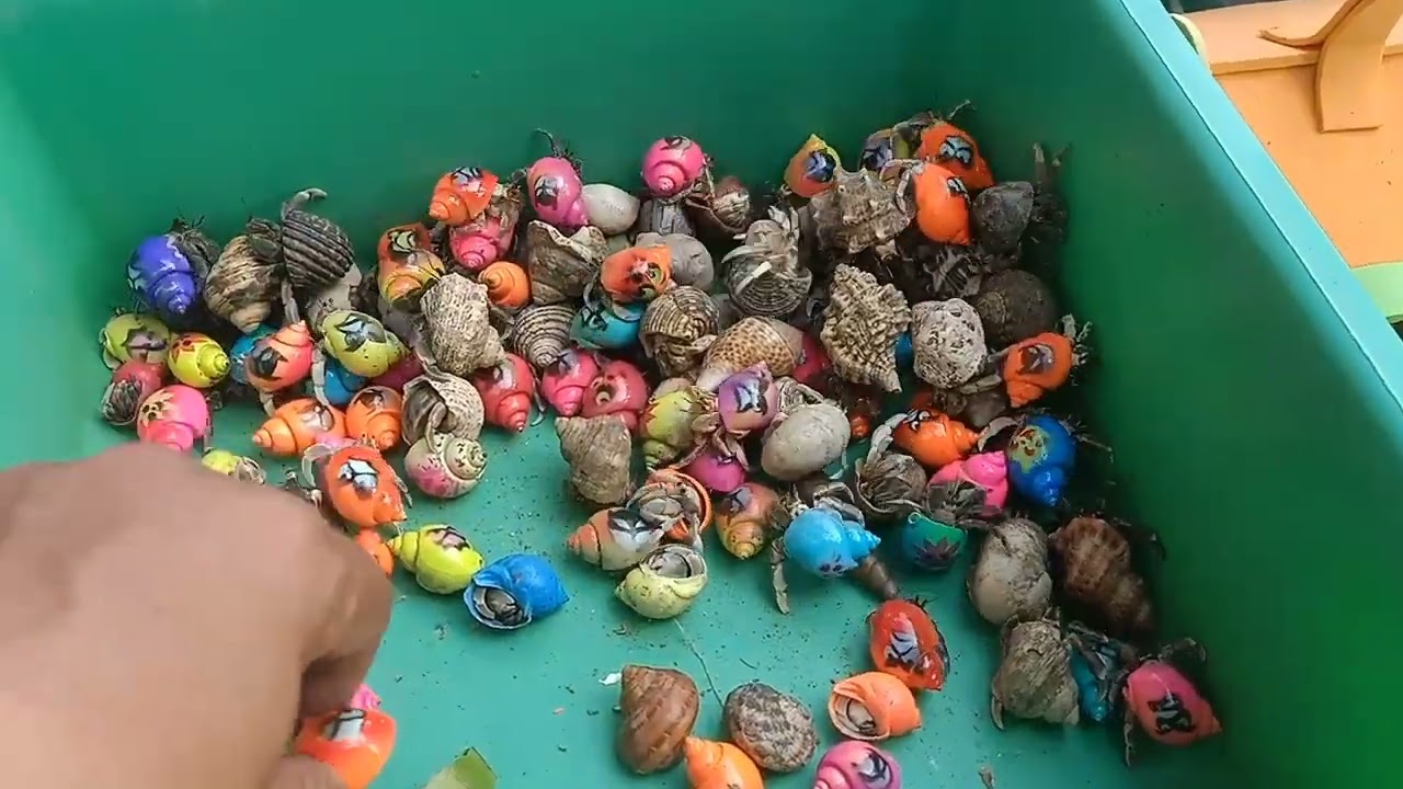 Ловите рыбу-фугу и раков-отшельников, улиток, угрей, крабов, рыбу Немо, морскую рыбу, акул, морск...