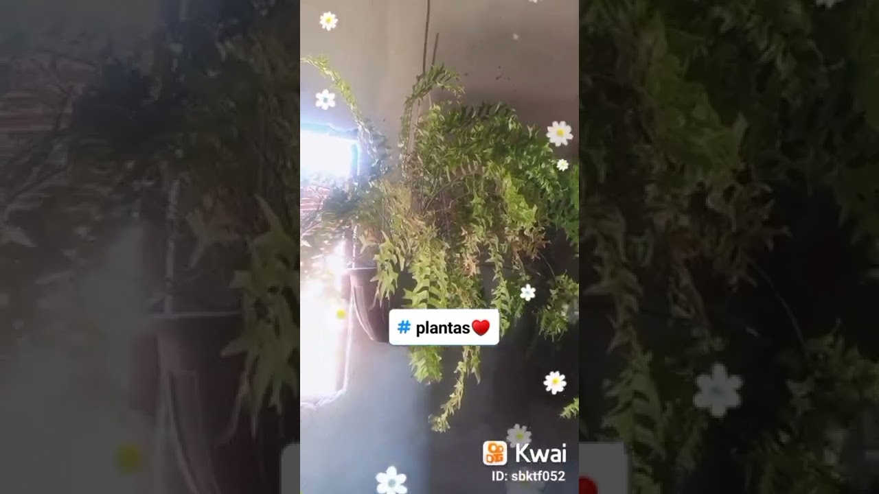 quem ama plantas&hearts;️