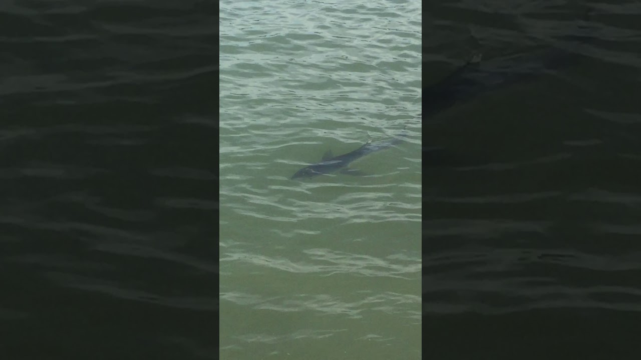 Requin Pays Basque - Baie de St-Jean-de-Luz - Ciboure