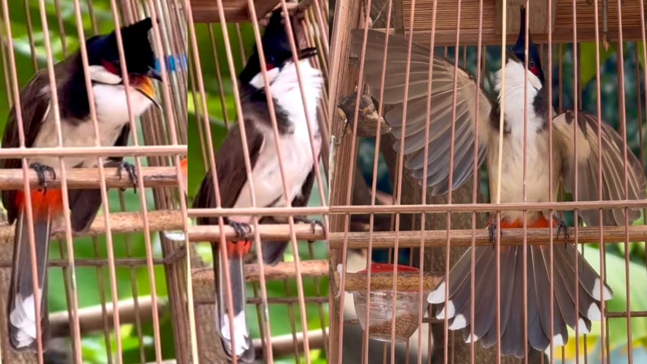 Tuyển Được Chú Chim Có Hình Bộ Đẹp Như Siêu Mẫu 18/3/26 | Khải Chim Hoà Bình