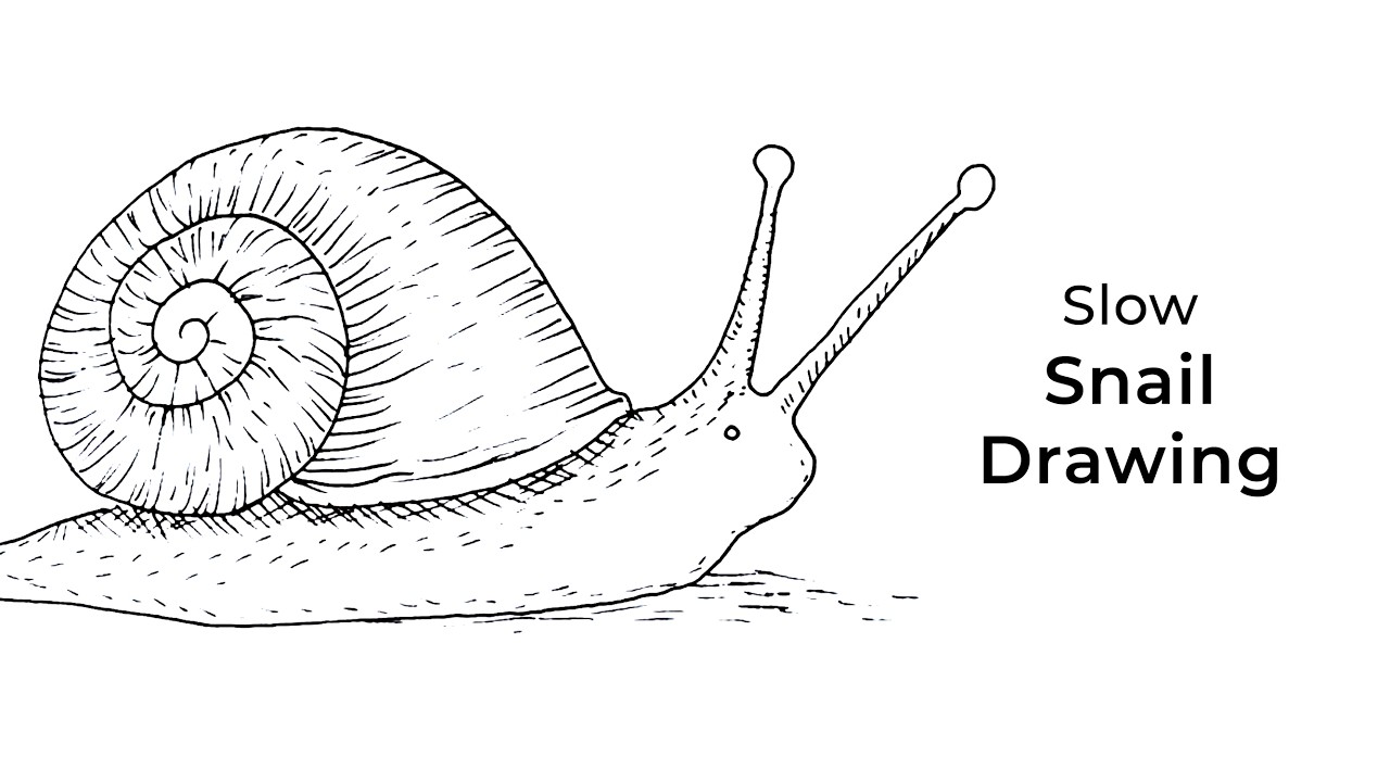Drawing a Snail | Minimal Line Art