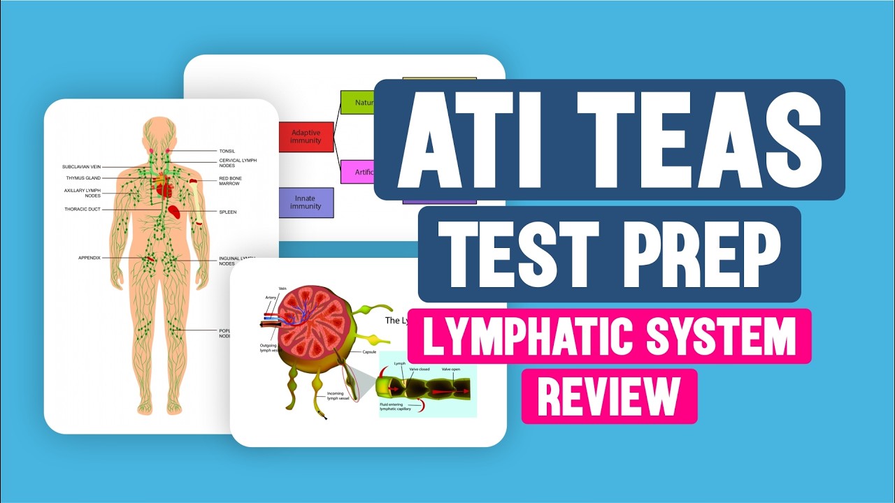 TEAS 7 Science Review | Lymphatic System