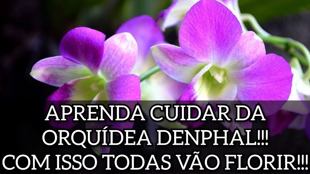 COMO CULTIVAR DENPHAL??? APRENDA NESSE VÍDEO!!!
