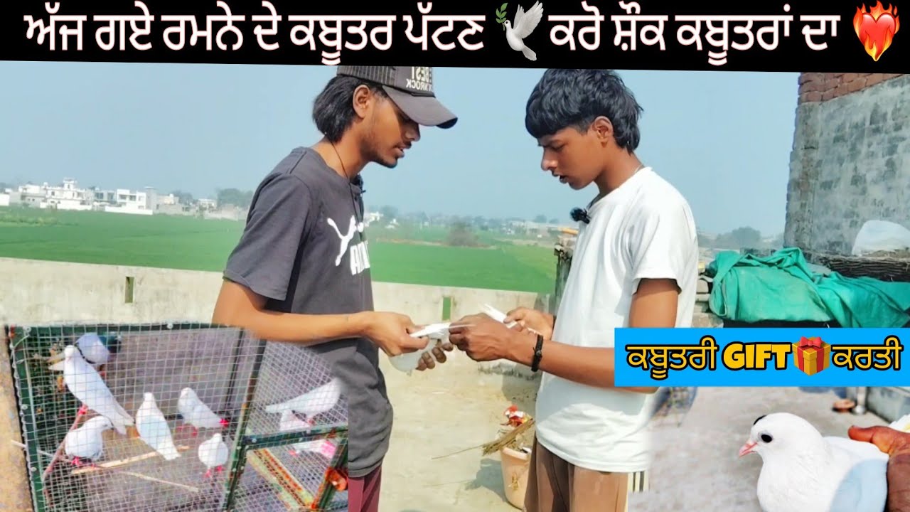 ਕਰੋ ਸੌਕ ਰਮਨੇ ਦੇ ਕਬੂਤਰਾਂ ਦਾ🕊🚀|| ਅੱਜ ਕਬੂਤਰ ਖਿੱਚੇ 🕊 ਆਪਾ ਕਬੂਤਰੀ gifts🎁ਕੀਤੀ 👍🏻 ਦੇਖੋ ਪੂਰੀ video 