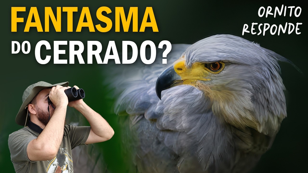 &Aacute;GUIA-CINZENTA: Fantasma do Cerrado? Como e onde ach&aacute;-la? Ornit&oacute;logo Responde 59
