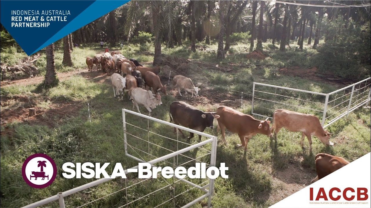 IACCB – SISKA-Breedlot Breeding Model