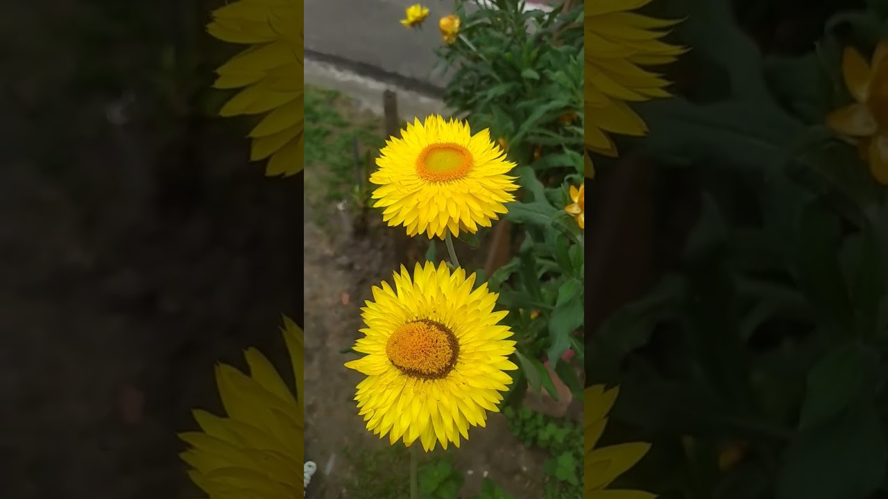 PRESIOSA PLANTA...BOTON DE ORO #flores #floral #flowers #flor #jardin #plantas