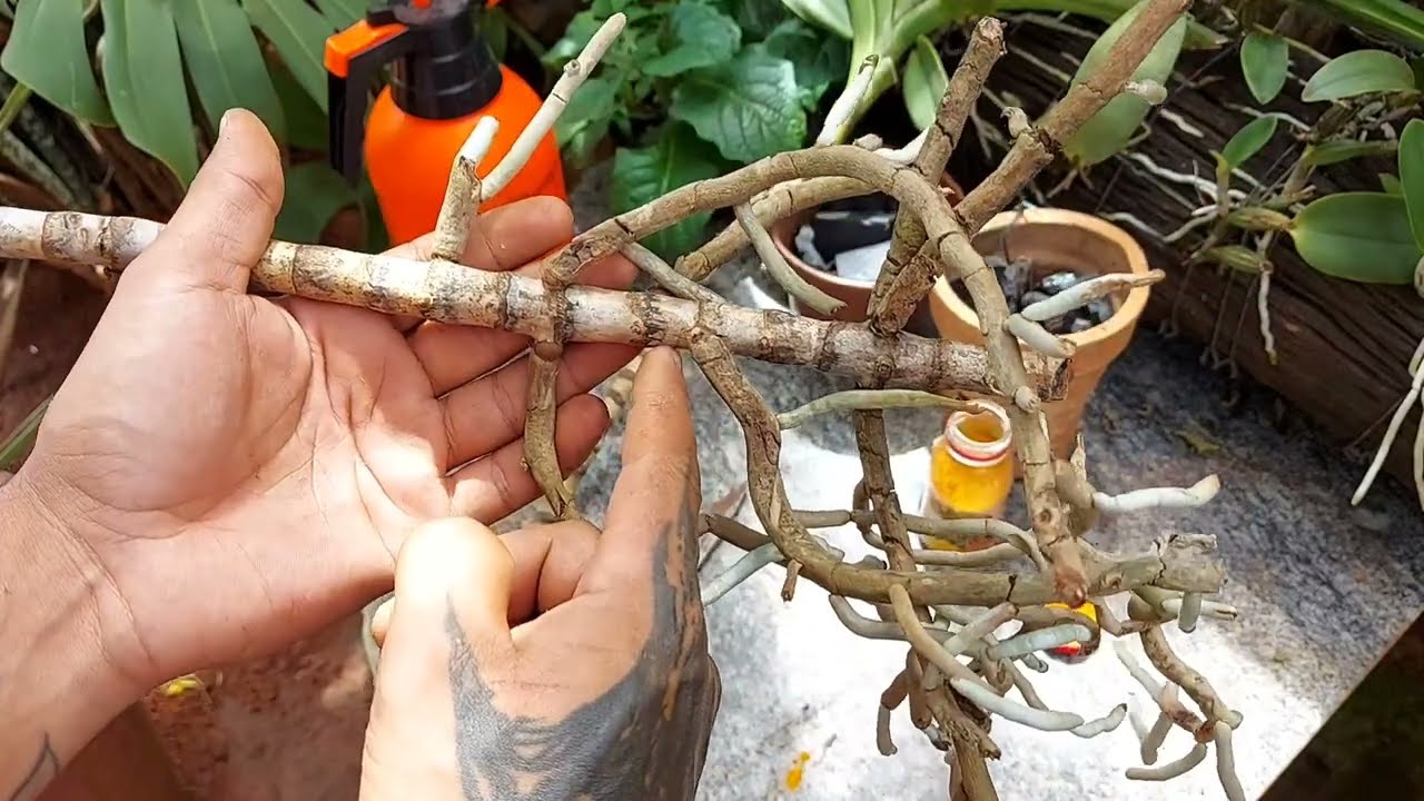 ORQUÍDEA VANDA: Aprenda como fazer mudas!!!