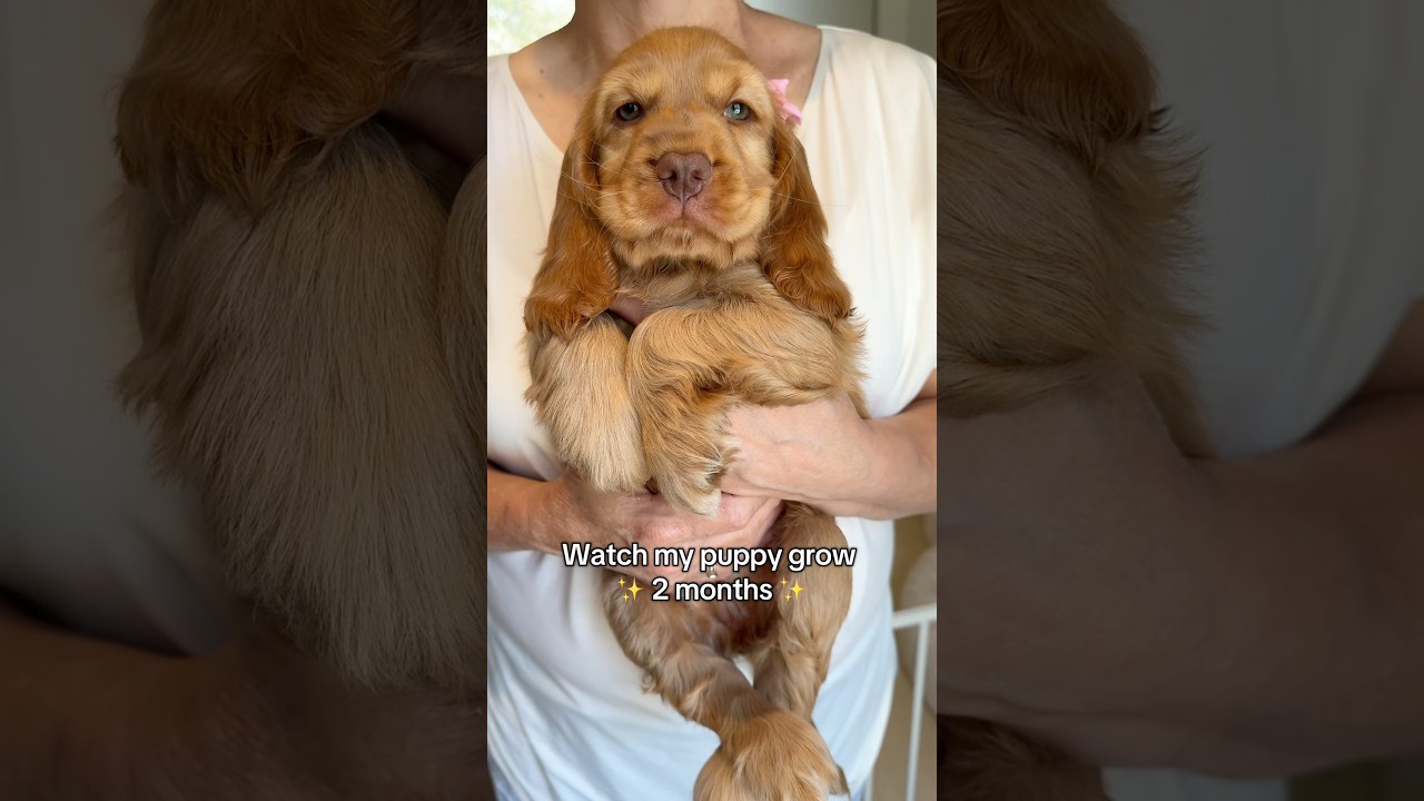 Watch Penny grow! 2-6 months 🥹 #puppy #cockerspaniel #cutepuppy #dog #thenvsnow