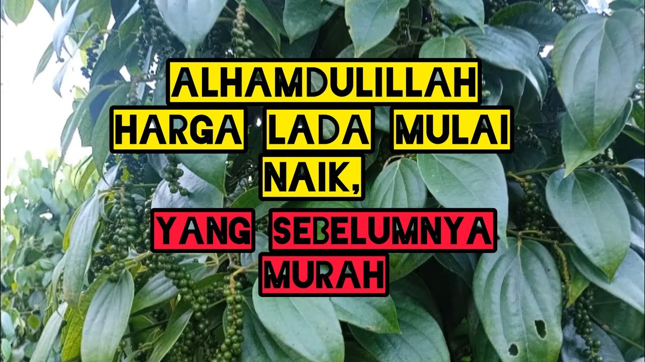 LADA BANGKA BELITUNG|| Alhamdulillah bentar lagi panen