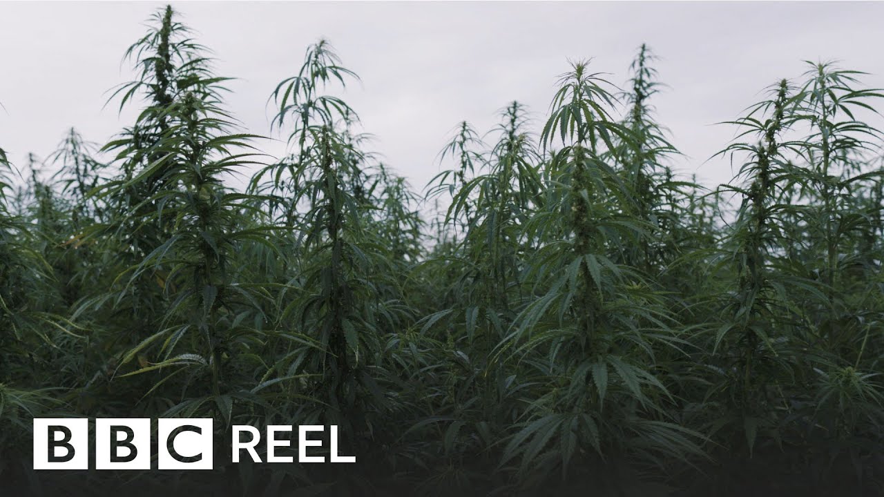 Can cannabis help clean up the earth? - BBC REEL