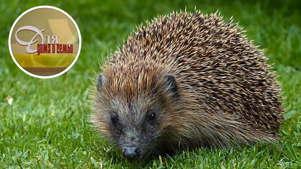 Ежи на даче - новые соседи!  Как с ними поступать?