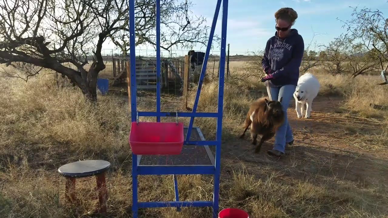 Tips On Handling A Buck