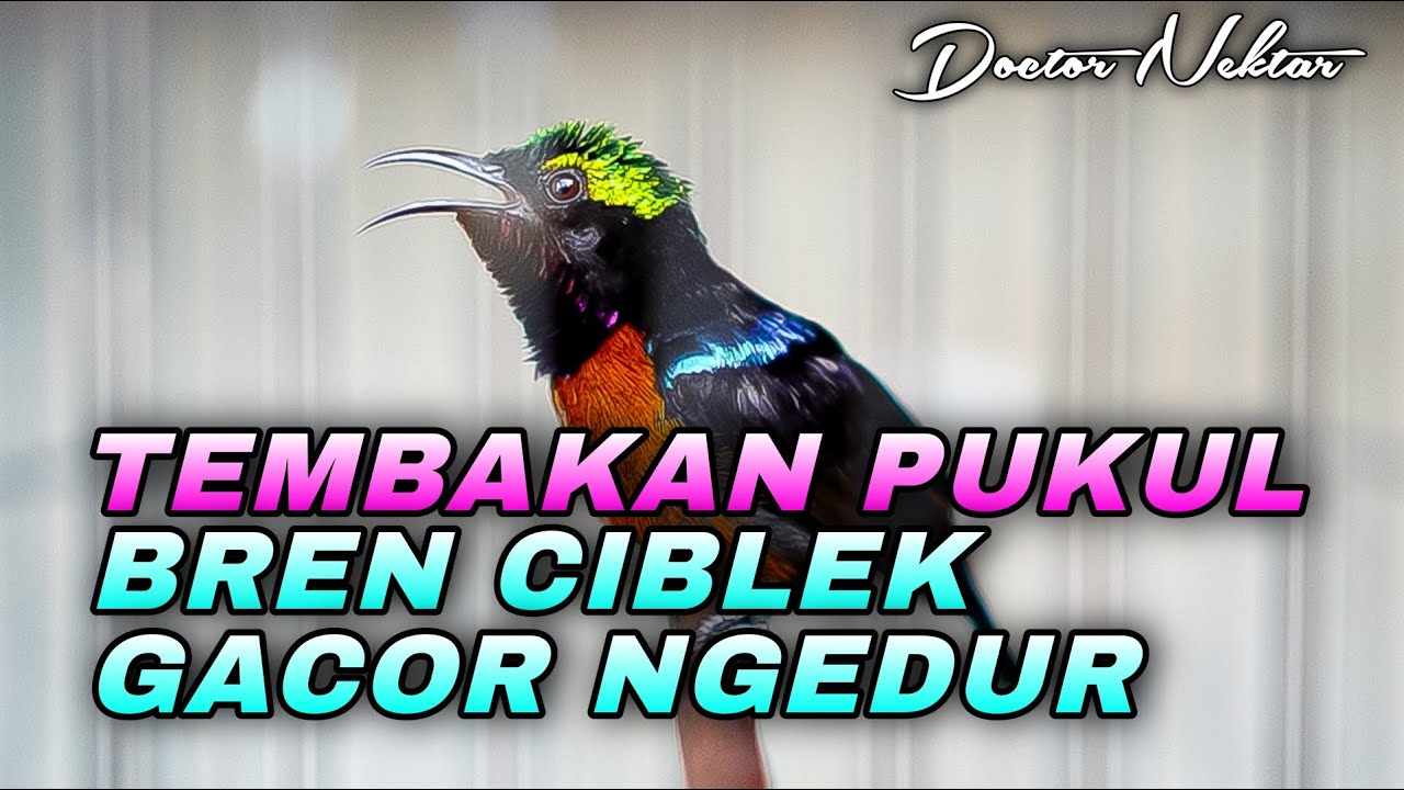 KONIN GACOR FULL ISIAN TEMBAKAN PUKUL BREN CIBLEK AK-47 NGEDUR COCOK BUAT MASTERAN KOLIBRI NINJA
