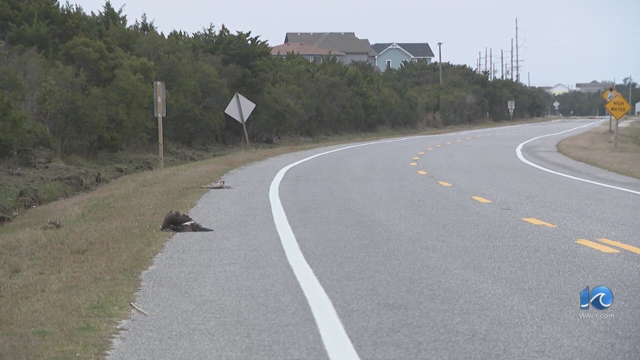 Nearly 300 birds dead on OBX, bird flu suspected