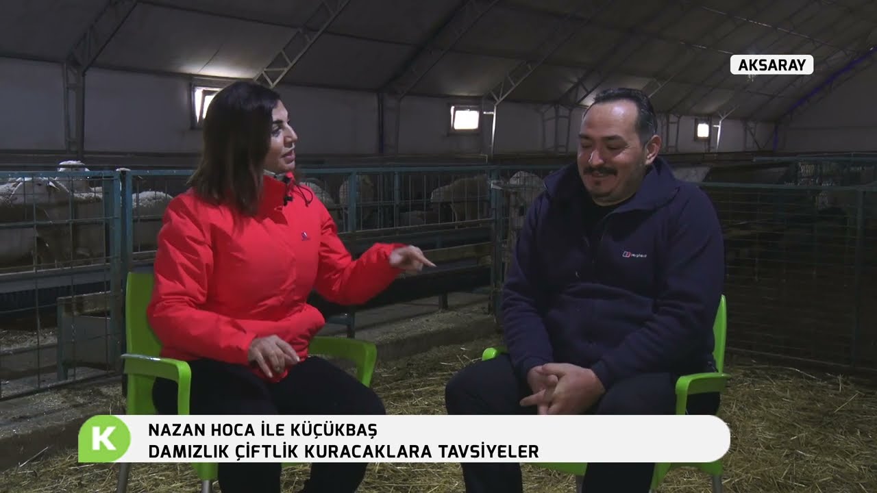 NAZAN HOCA İLE KÜÇÜKBAŞ | DAMIZLIK ÇİFTLİK KURACAKLARA TAVSİYELER