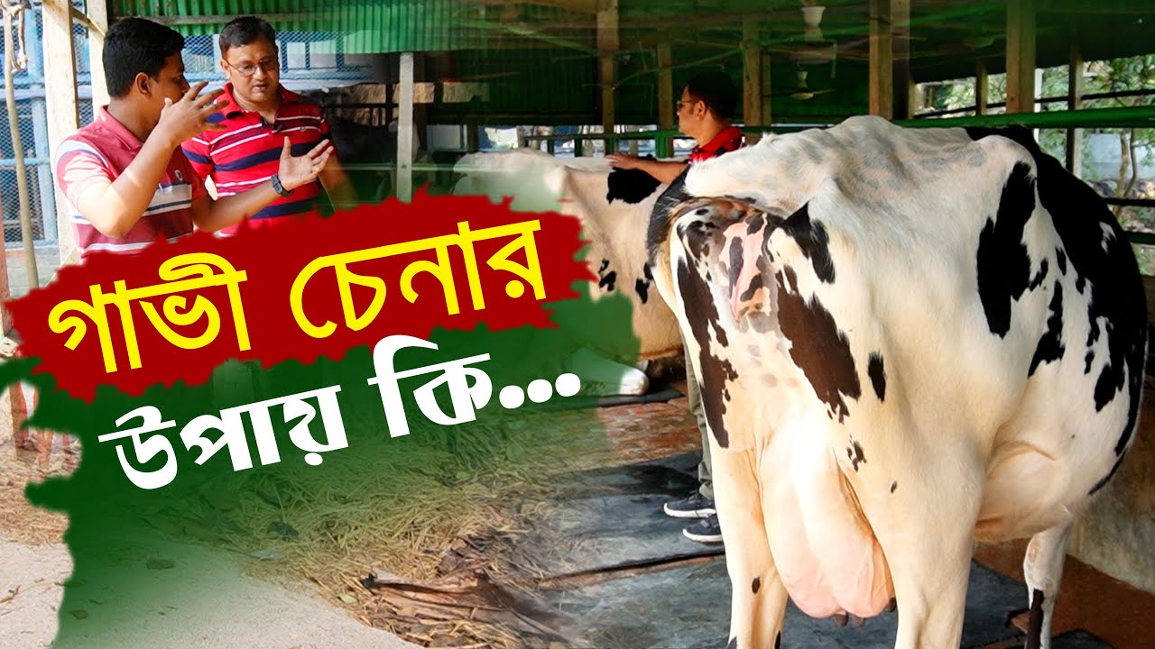 ভালো ফ্রিজিয়ান জাতের বেশি দুধের গাভী চেনার উপায় - গরু পালন সঠিক | Gorur Khamar || কৃষি ঘর