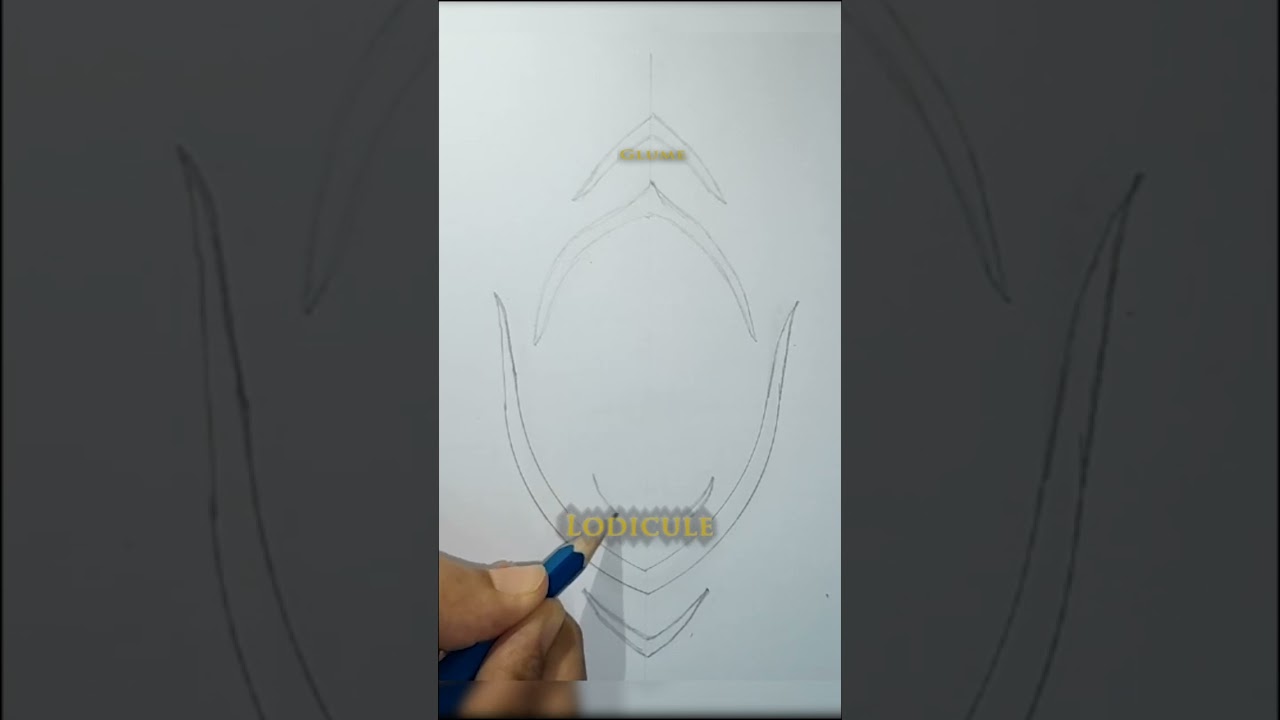 Learn to Draw Floral Diagram of Oryza Sativa