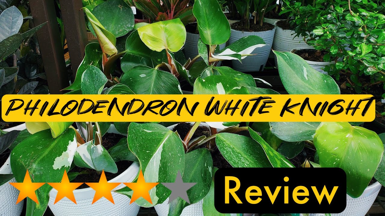 Philodendron White Knight Review