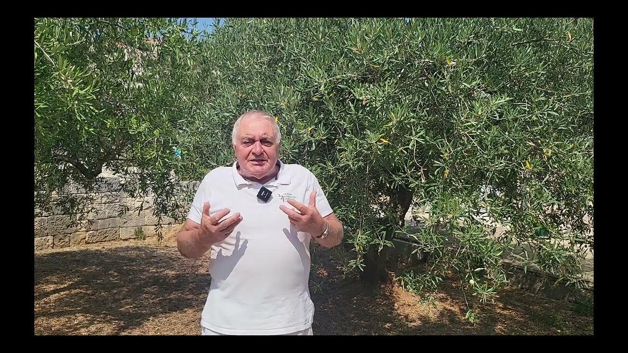 Kako protiv treće generacije maslinove muhe i paunova oka - Uvod u maslinarstvo