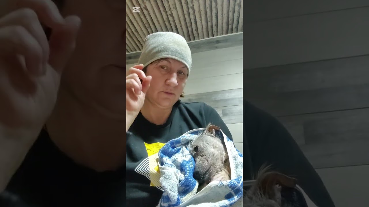 Снежок просится на ручки 